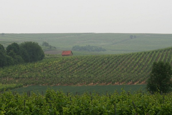 Impressionen aus dem Partenheimer Steinberg (Foto J. Friedrich)