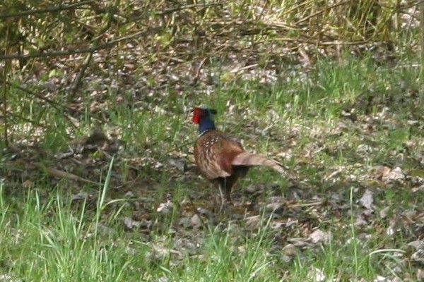 Platz für eine bunte Natur